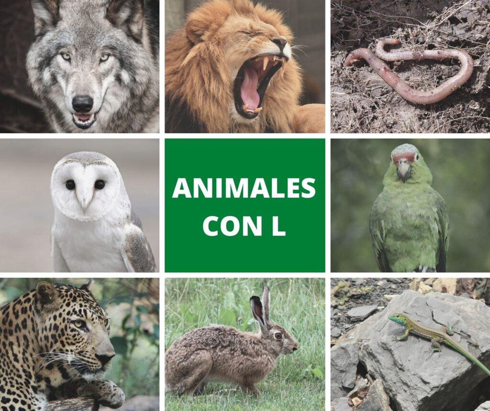 animales con L 1024x858