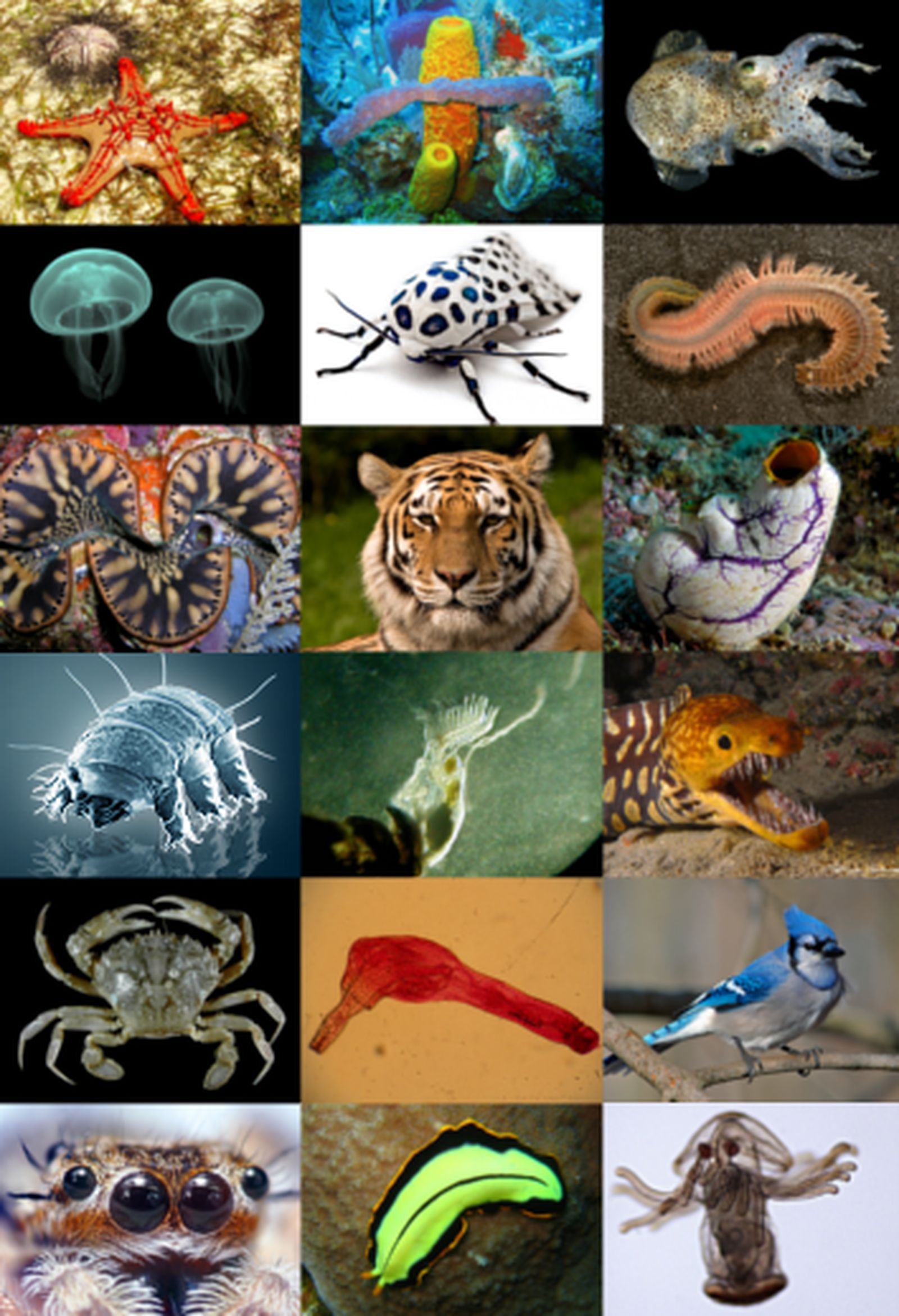 Animal diversity (1) Animal diversity (1)