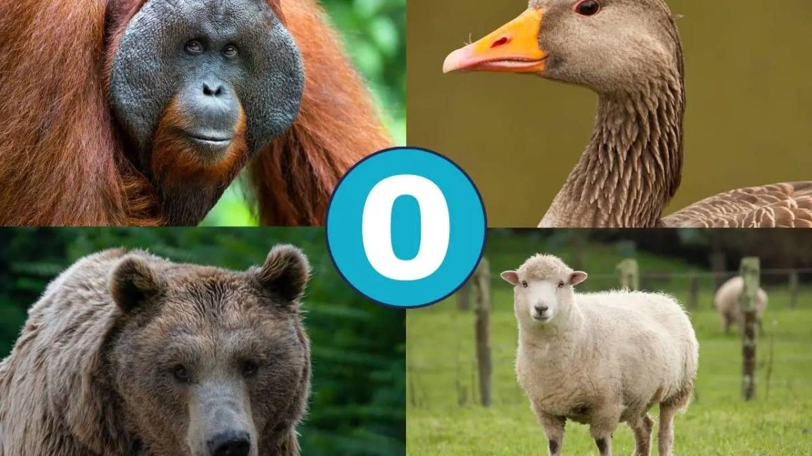 animales que empiezan por o 1 1280x720x80xX