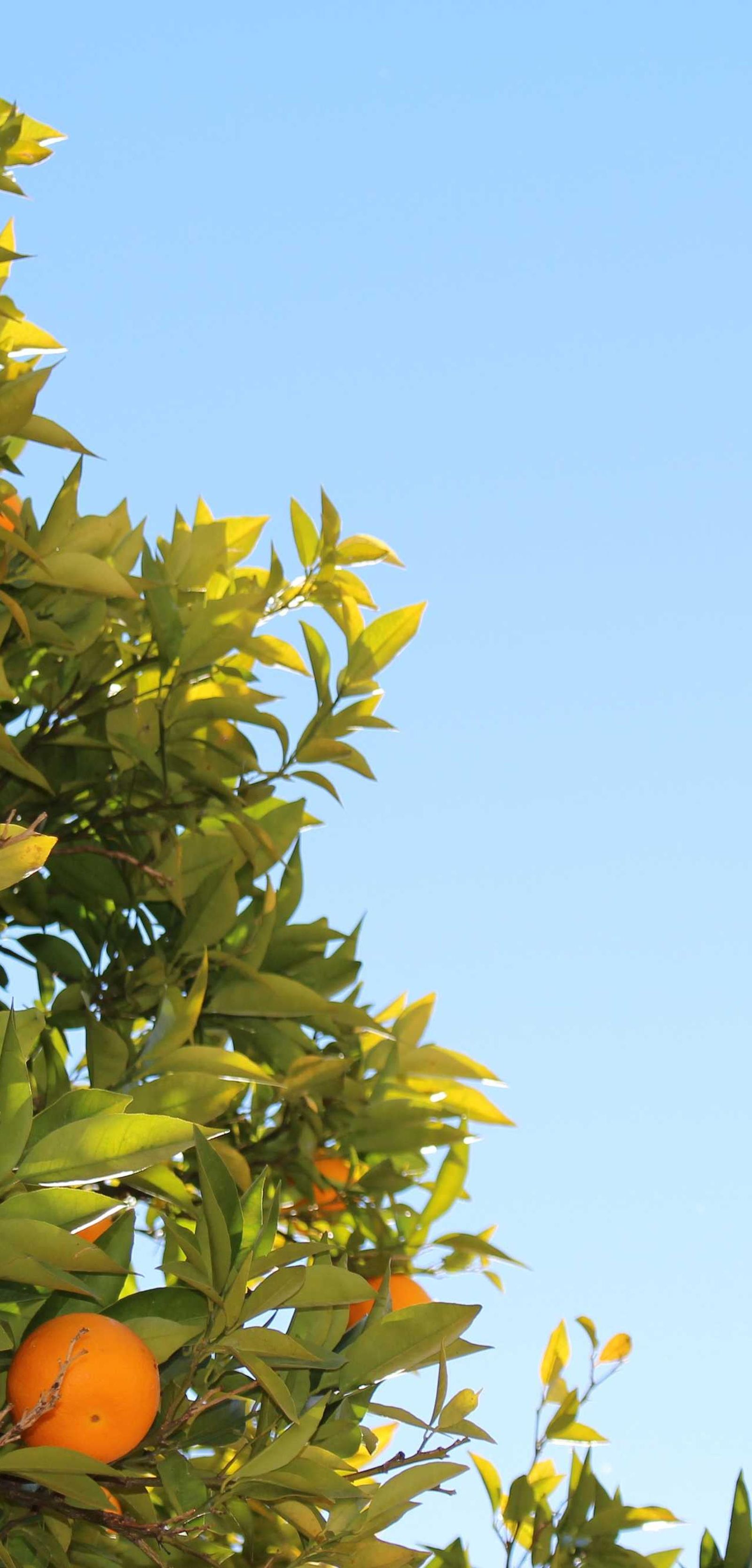 image - 18a6d1e2 382c 45da b105 e717e1f3052e image - 18a6d1e2 382c 45da b105 e717e1f3052e