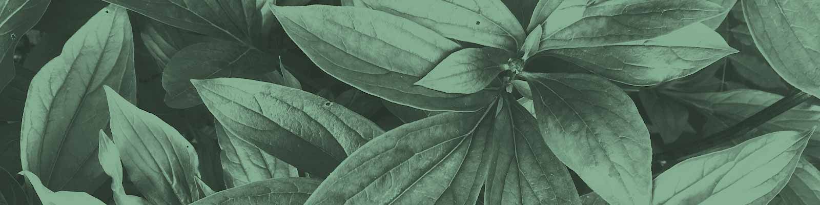 Galería con 100 imágenes desde Zip Galería con 100 imágenes desde Zip