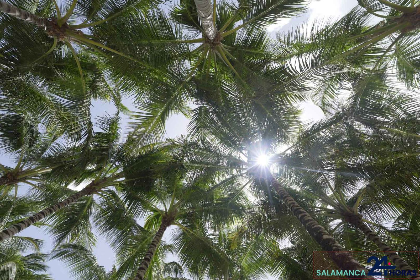 republica-dominicana-isla-saona-palmeras