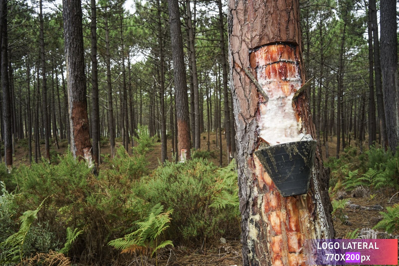 Test subida múltiple marca de agua Test subida múltiple marca de agua