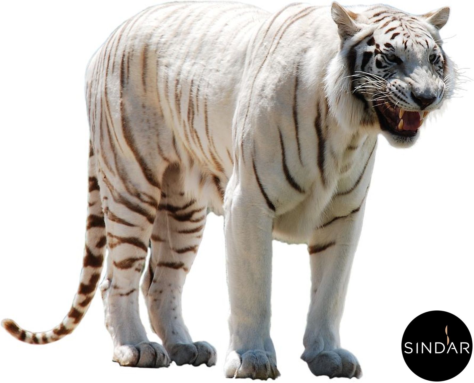 white-tiger-24o
