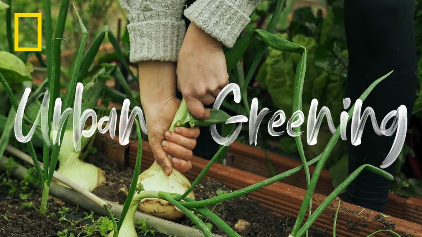 Aprende sobre el fenómeno "Urban greening"