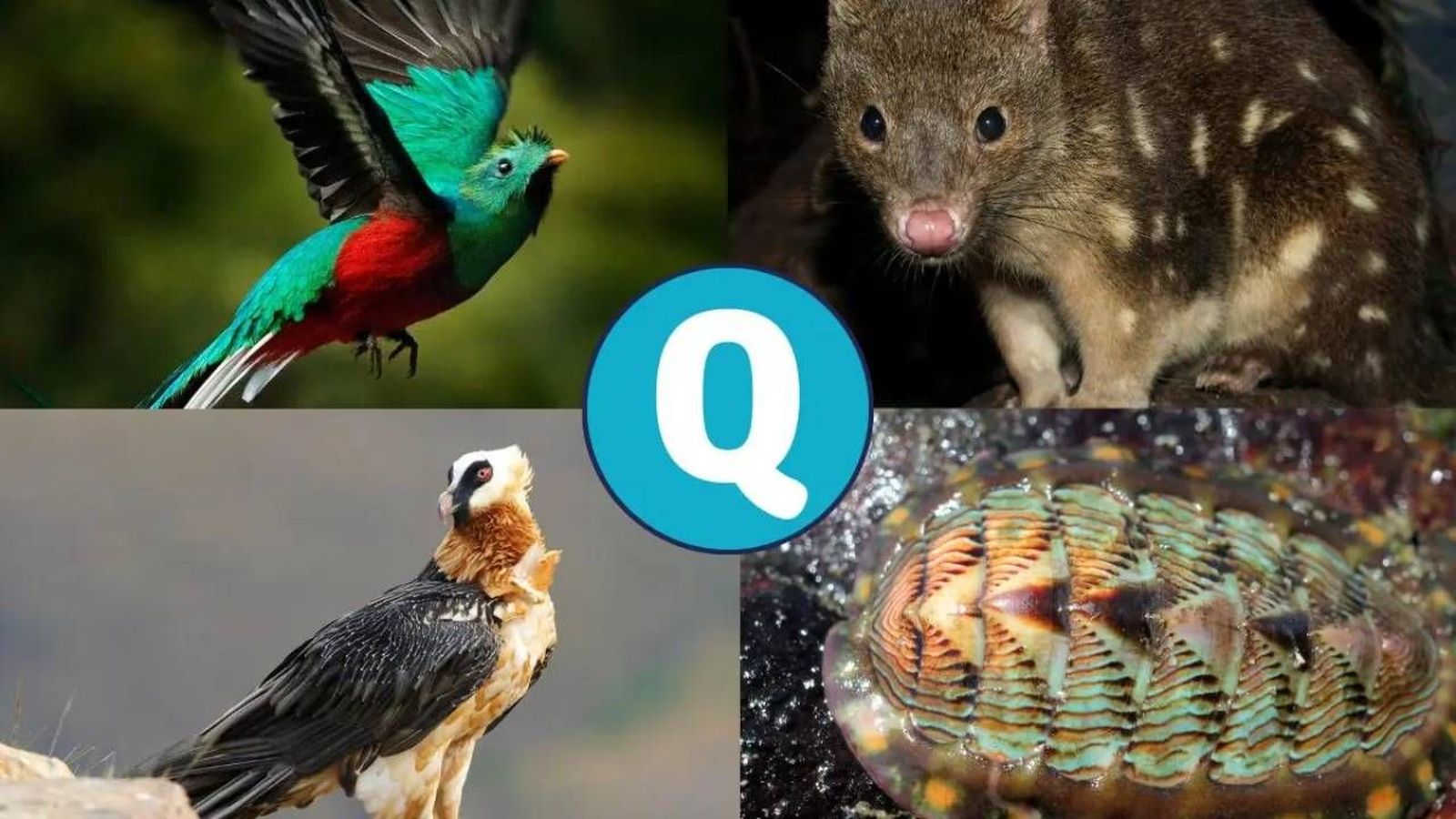 animales que empiezan por q