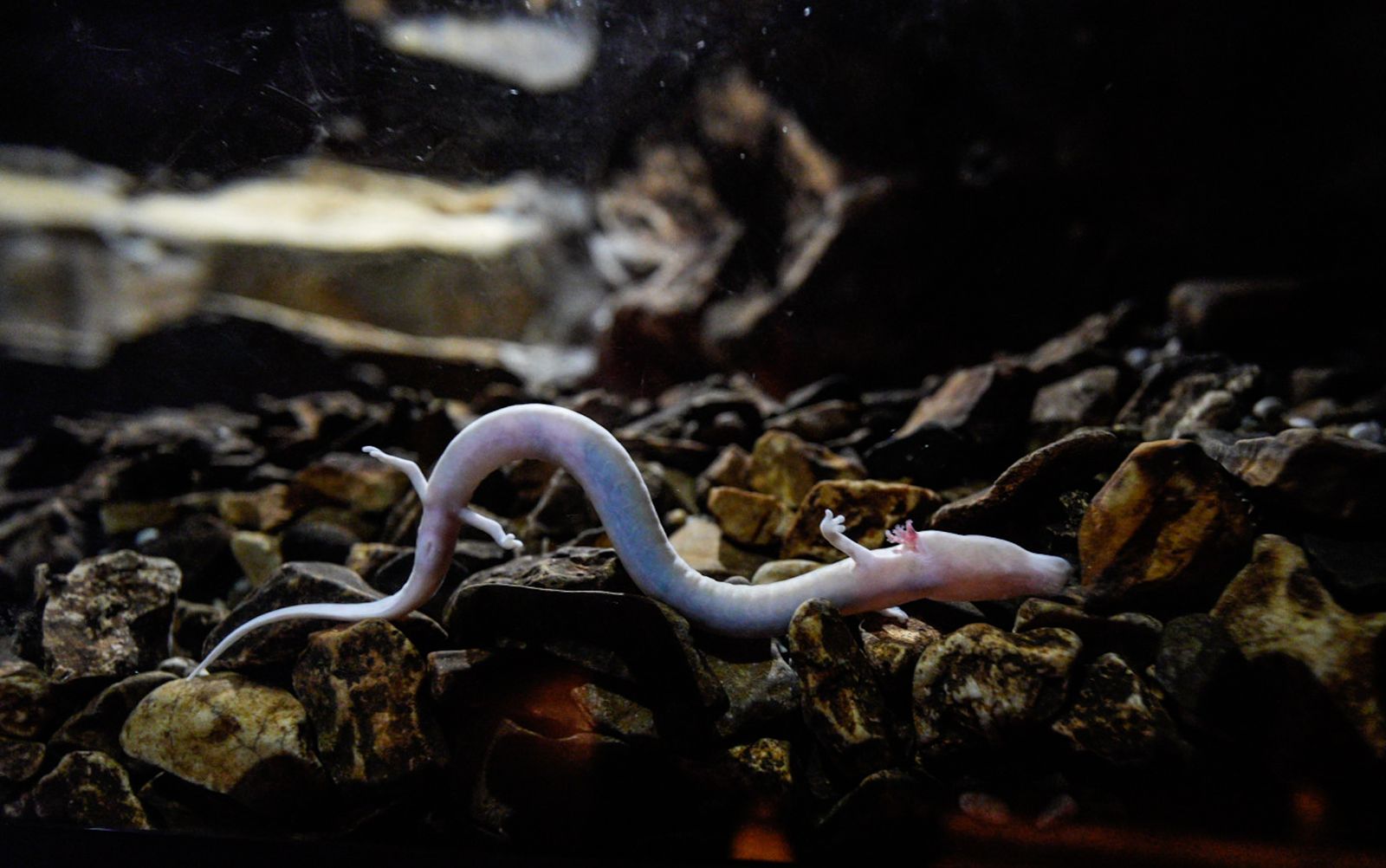 Galería test móvil Galería test móvil