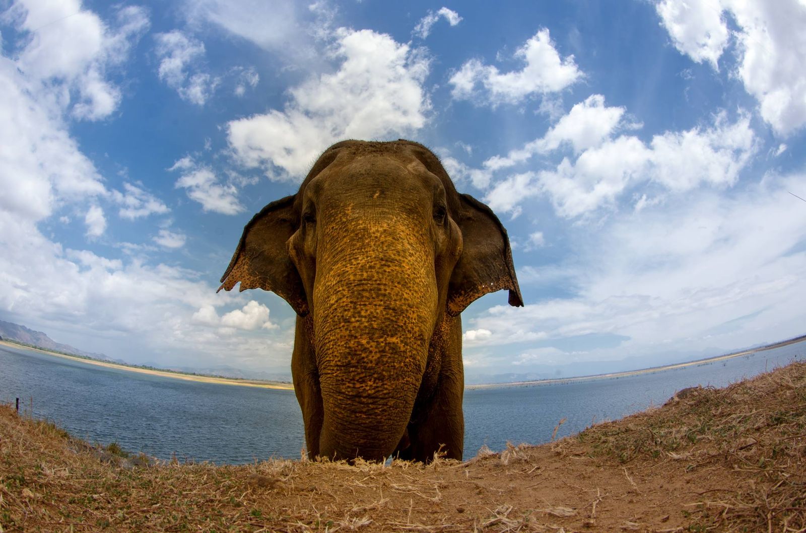 sri lanka elefante sri lanka elefante