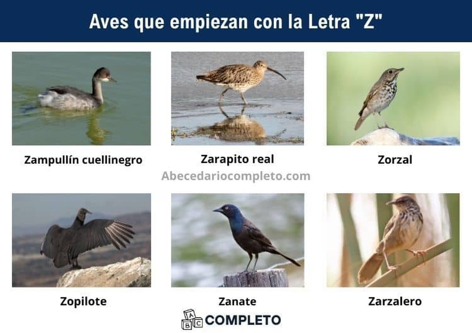 Aves-que-empiezan-con-Z-Lista-completa Aves-que-empiezan-con-Z-Lista-completa
