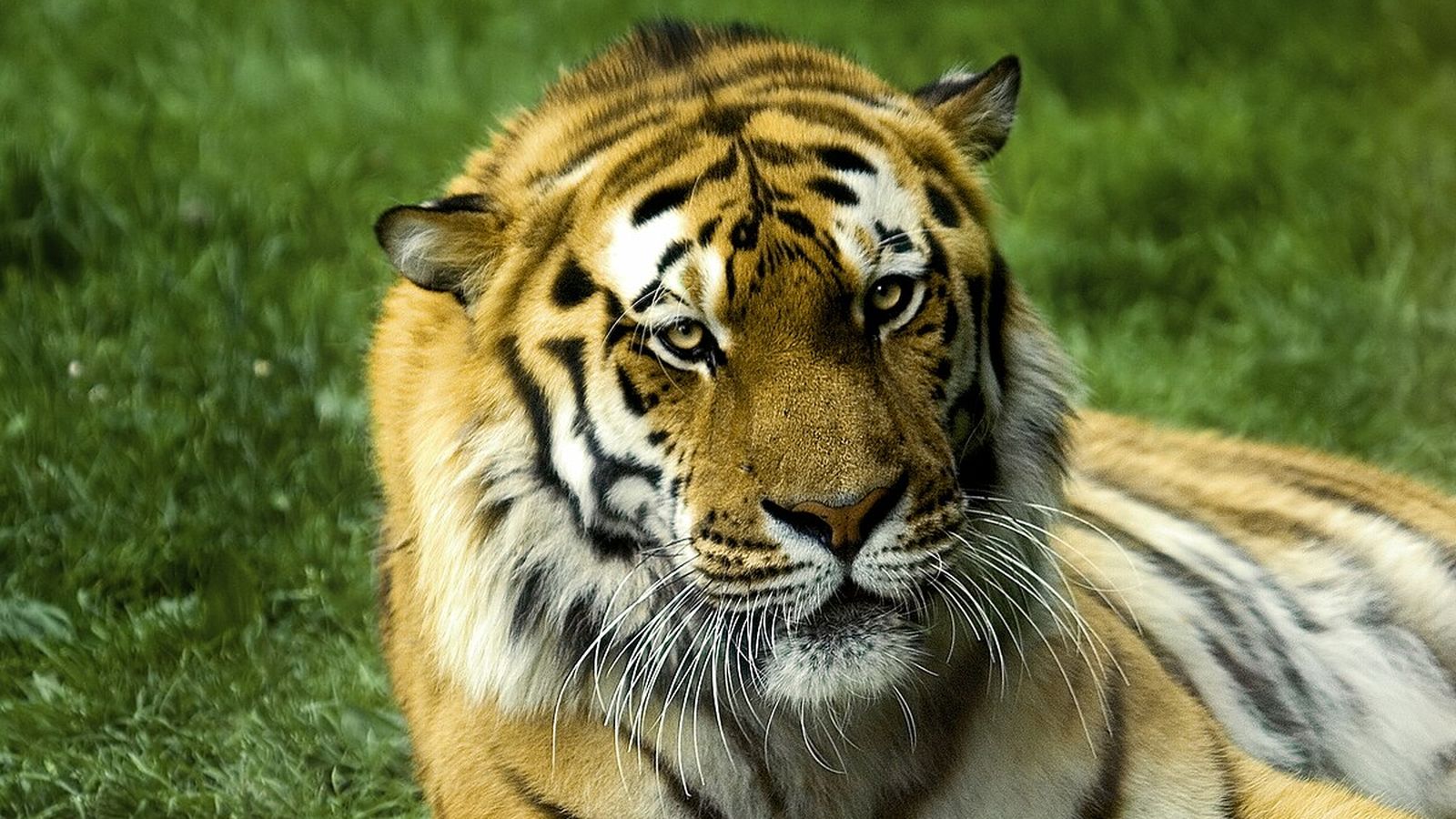 Tigre Tigre