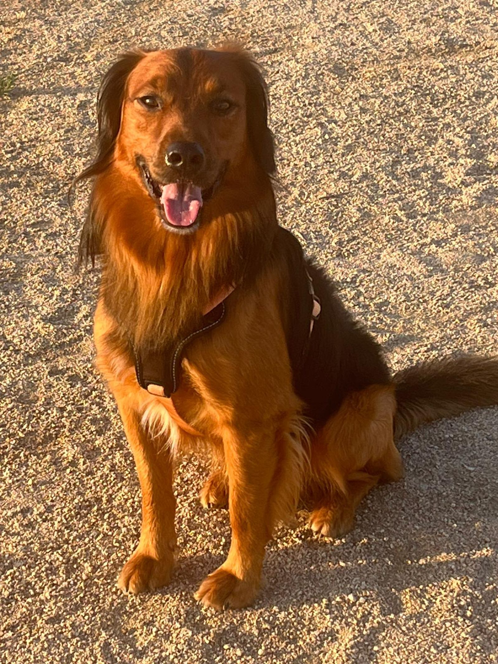 Galería múltiple móvil Galería múltiple móvil