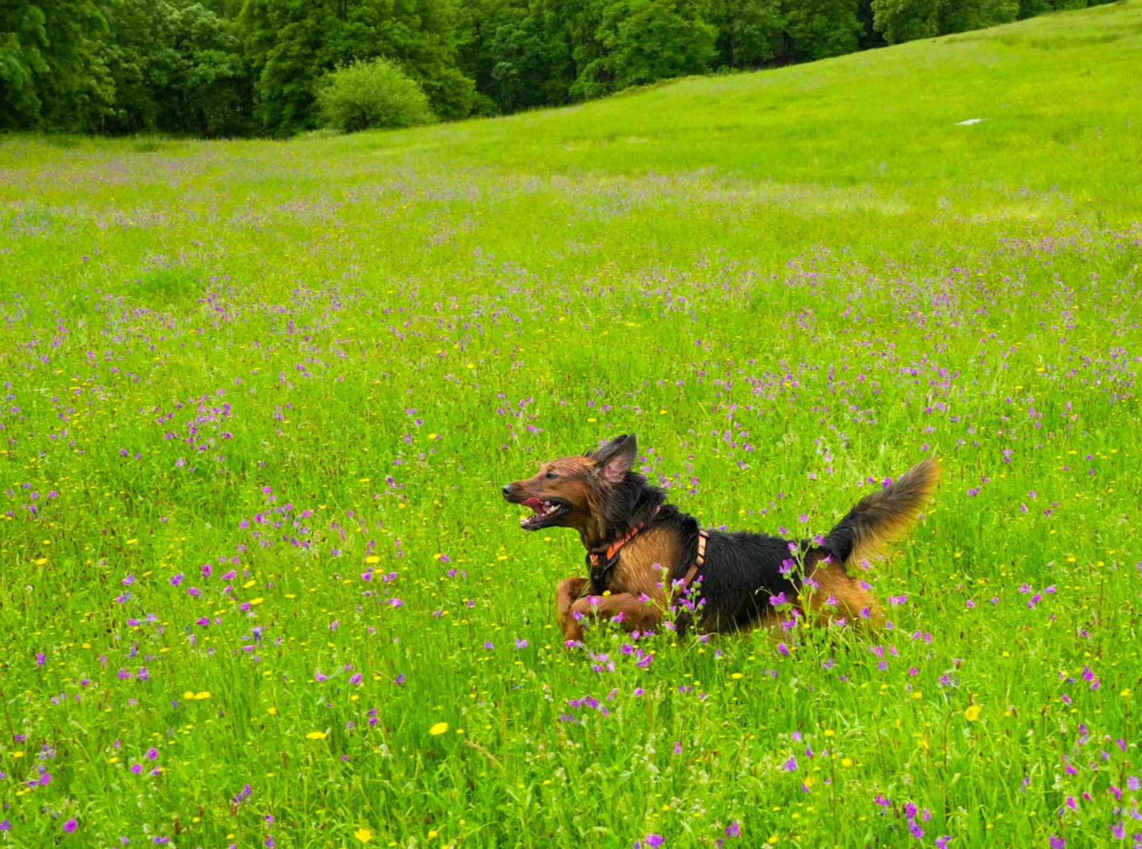 Galería múltiple móvil Galería múltiple móvil