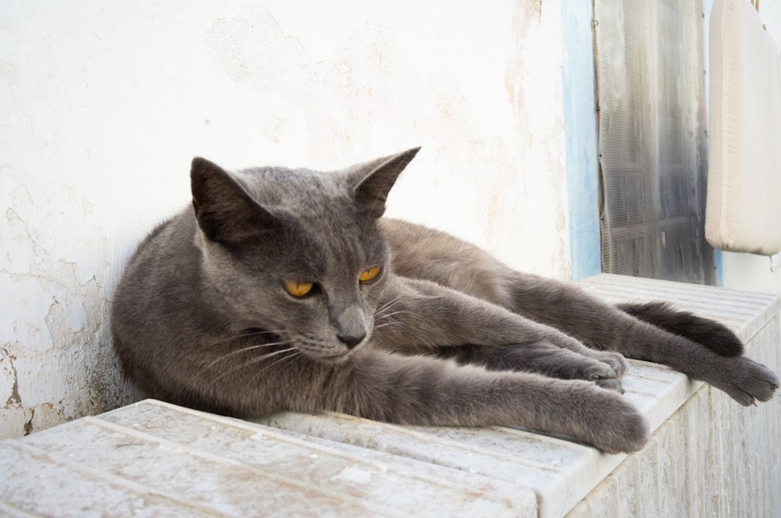 Galería móvil más de 100