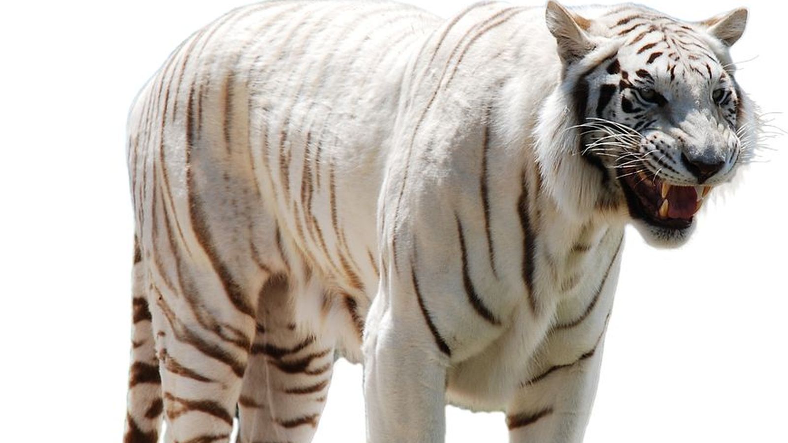 Subida múltiple fotos png