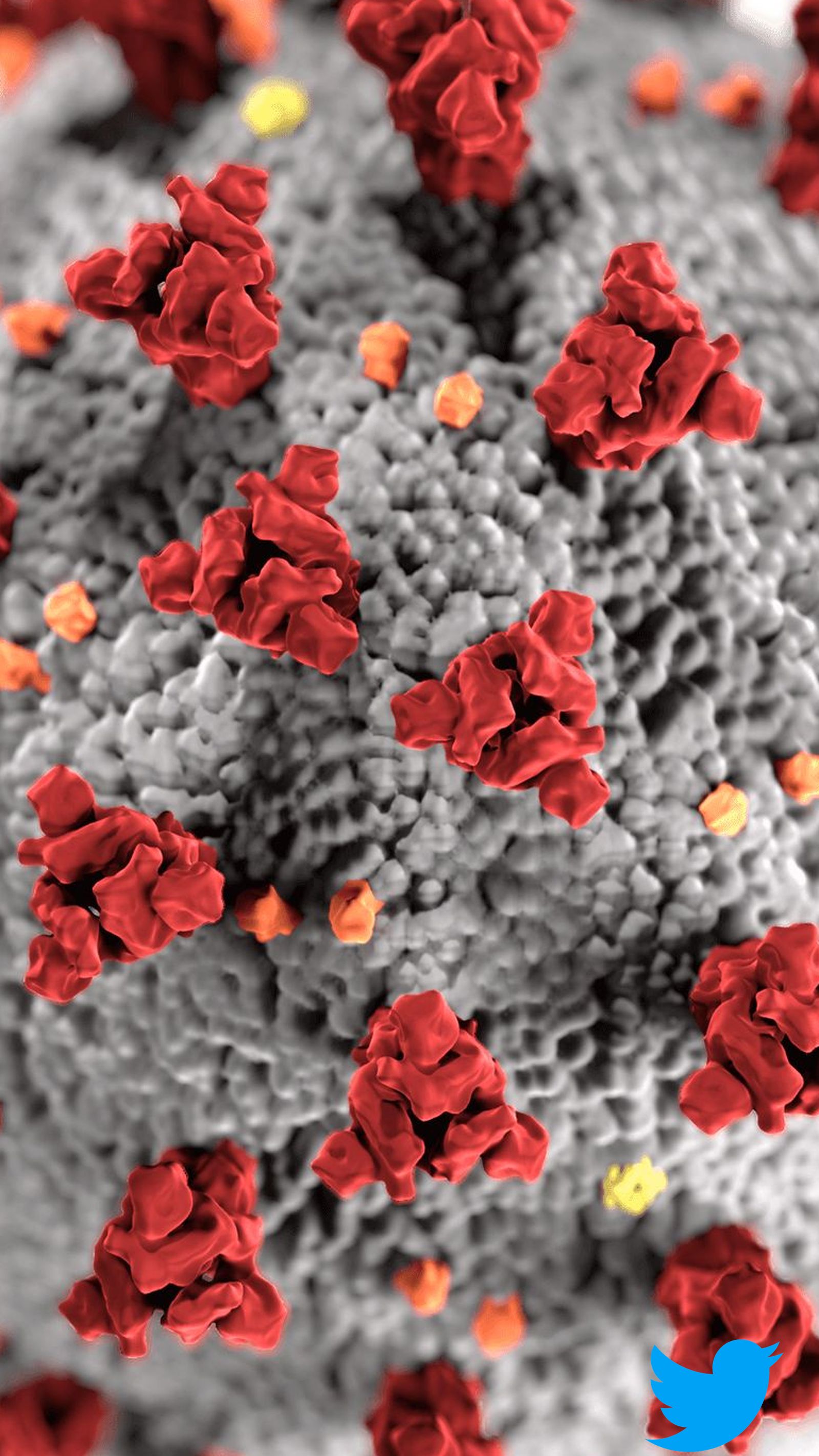 Foto png con marca de agua y fondo transparente