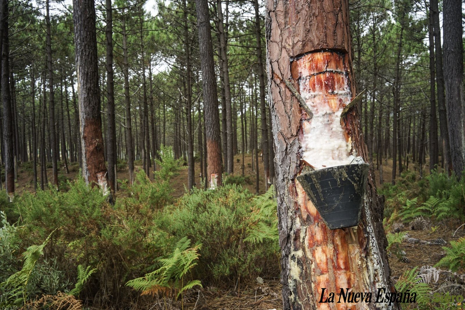 Foto marca de agua activa Foto marca de agua activa