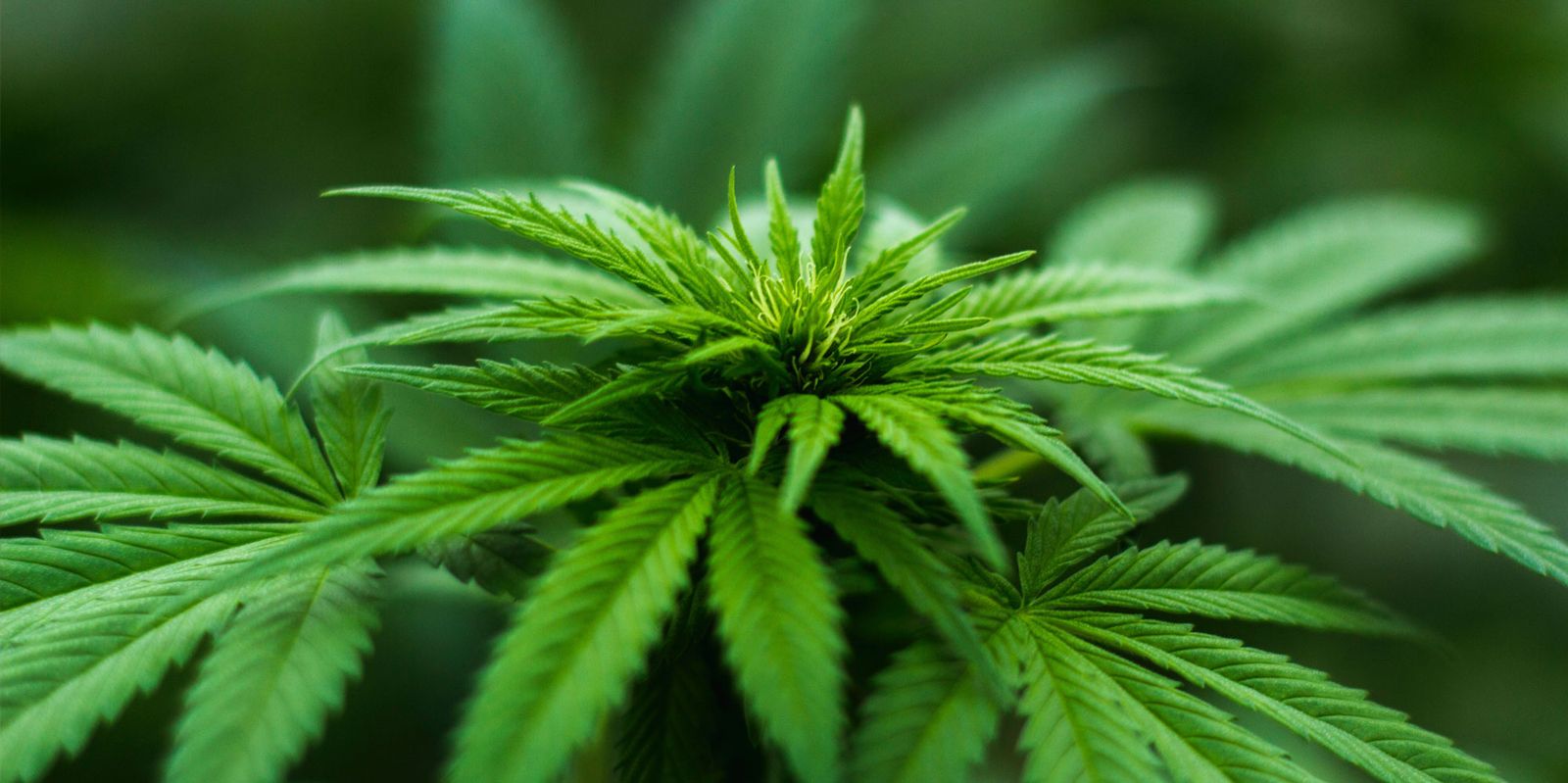 Galería con 100 imágenes desde Zip Galería con 100 imágenes desde Zip