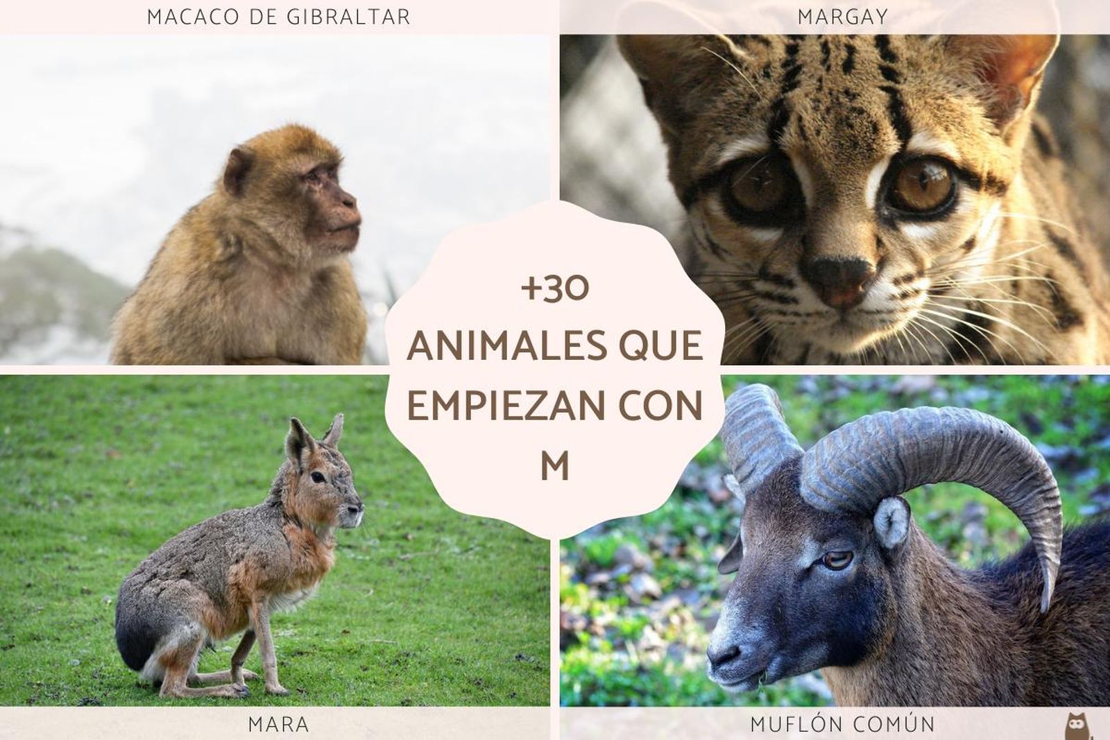 animales que empiezan por m 26030 orig