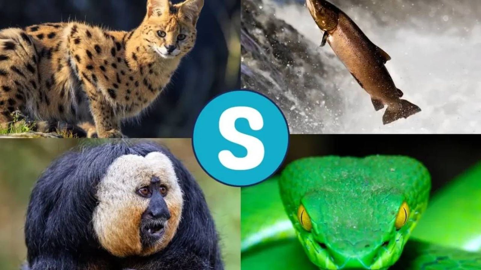 animales que empiezan por S