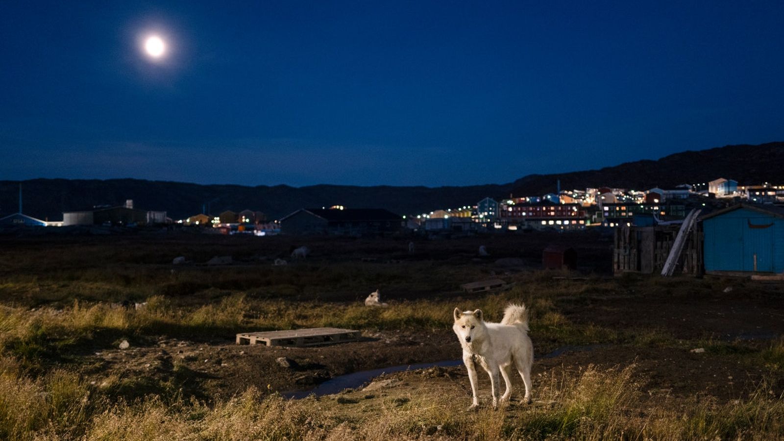 A sled dog just outside Ilulissat, where it was once possible to hunt on a frozen bay. A sled dog just outside Ilulissat, where it was once possible to hunt on a frozen bay.