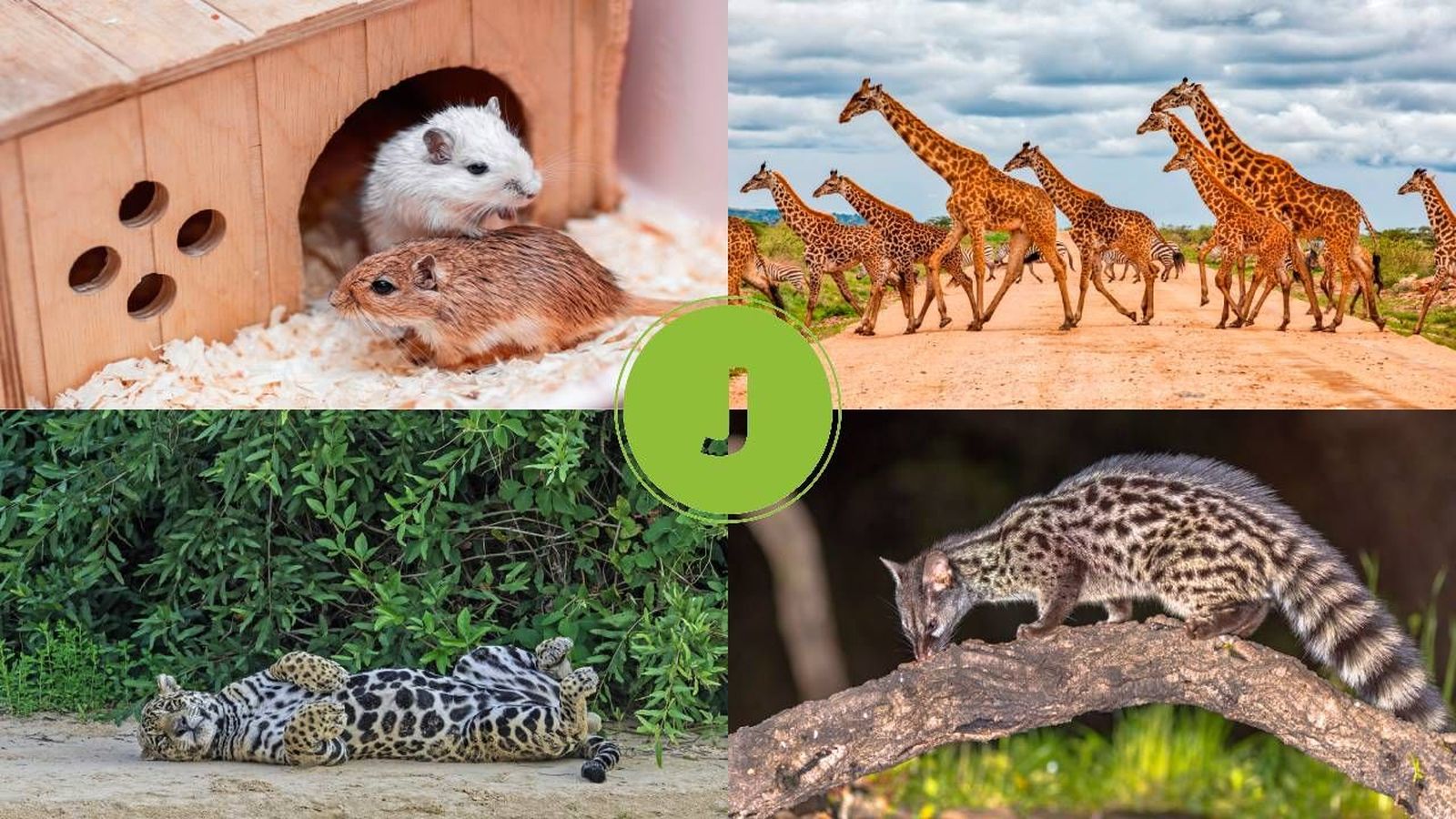 animales que empiezan por j 1280x720x80xX