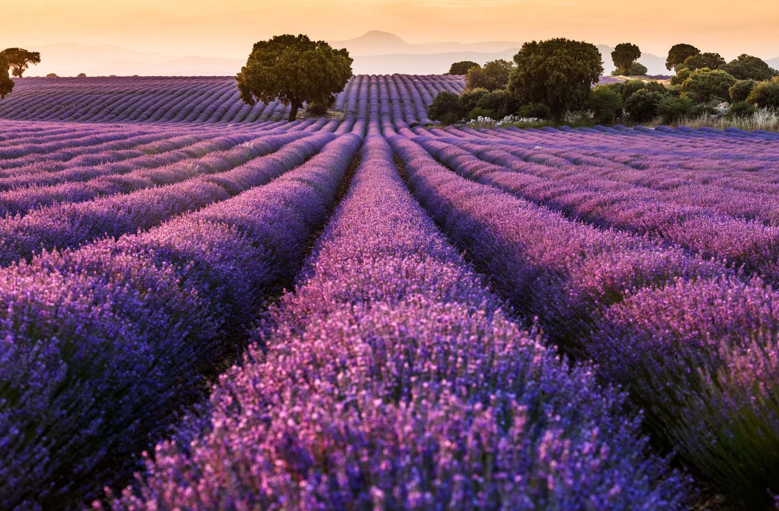Archivo - Campos de lavanda