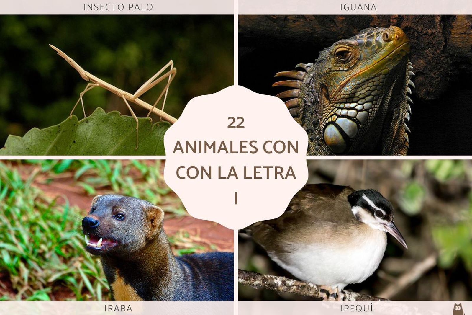 Animales que empiezan con la letra I Animales que empiezan con la letra I