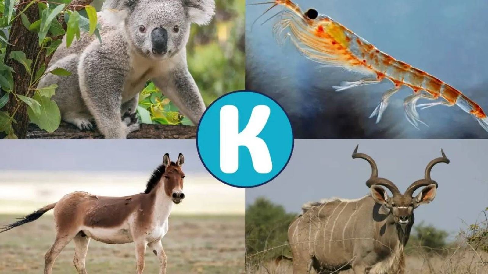 animales que empiezan por k 1 1280x720x80xX