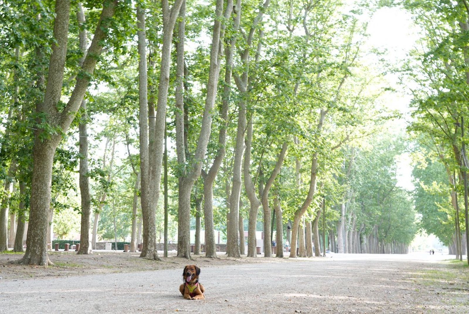 catalunya girona parque devesa