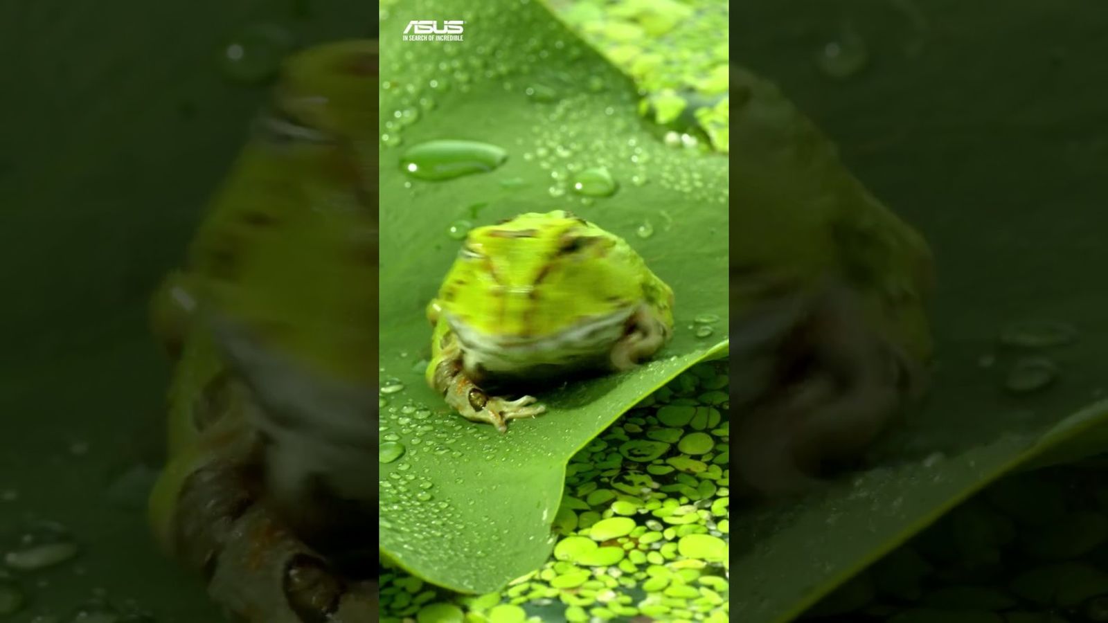 (FULL HD 1080p) ASUS Zenfone display demo video portrait mode
