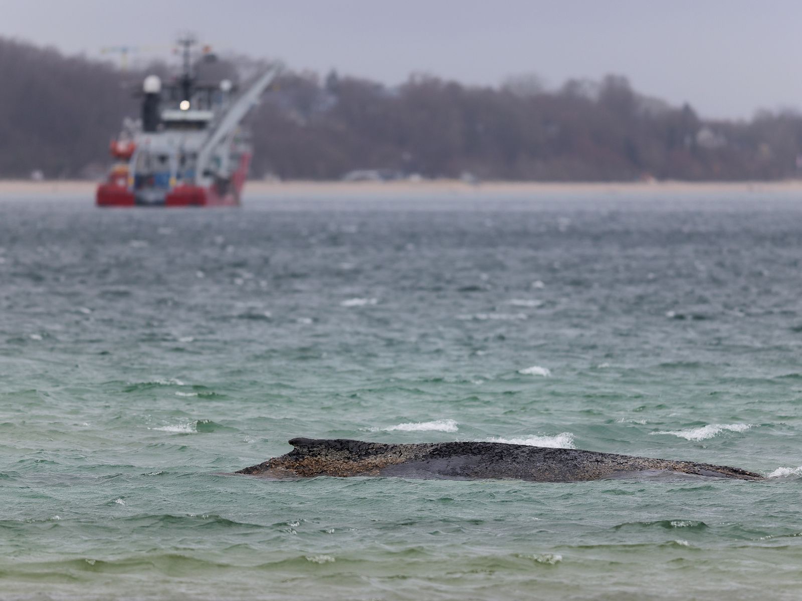 Fotografía de archivo de la ballena varada en el Báltico. EFE/EPA/SELIM SUNDHEIMER
