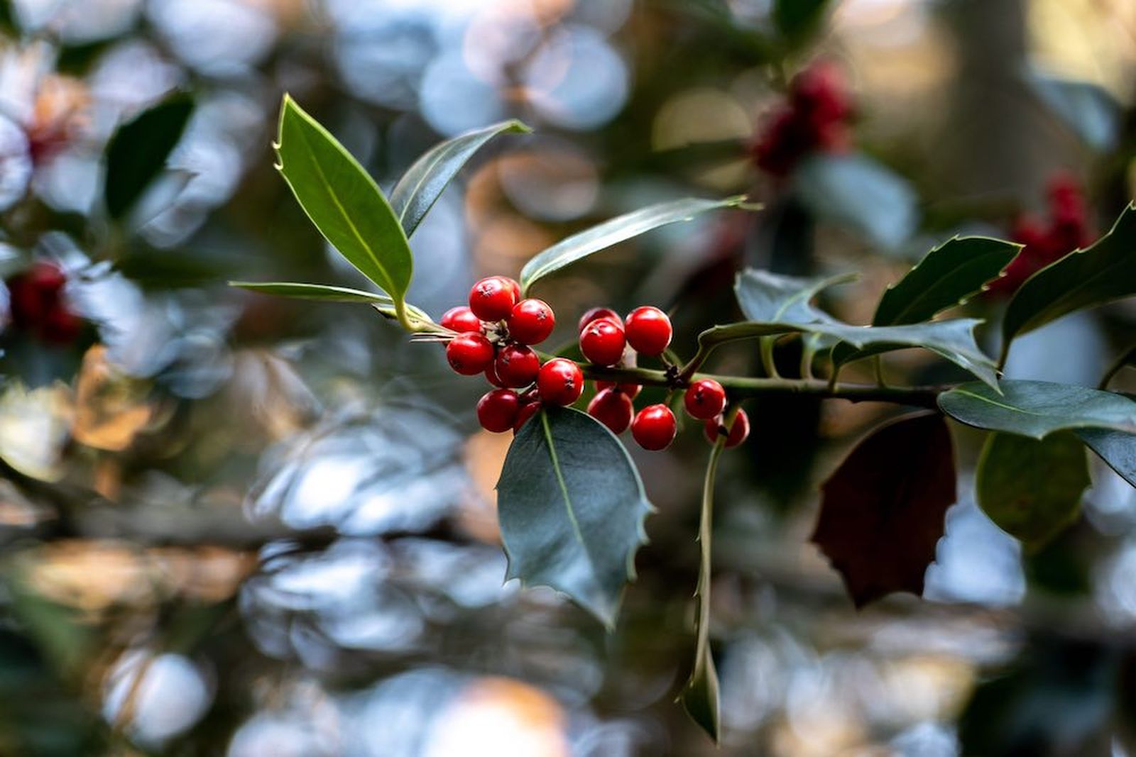 madrid puerto canencia abetos madrid puerto canencia abetos