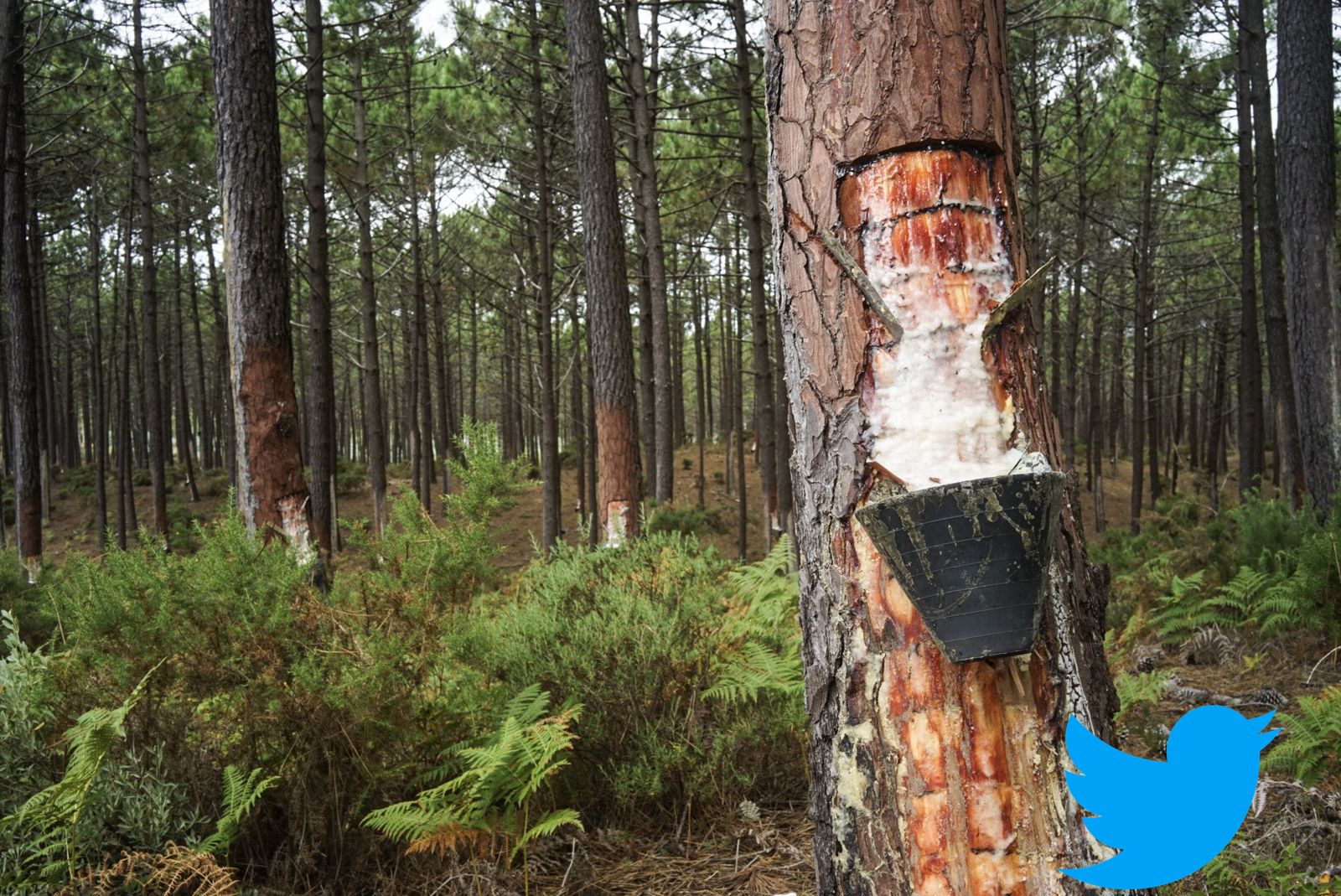 Galería a partir de ZIP con fotos grandes con marca de agua