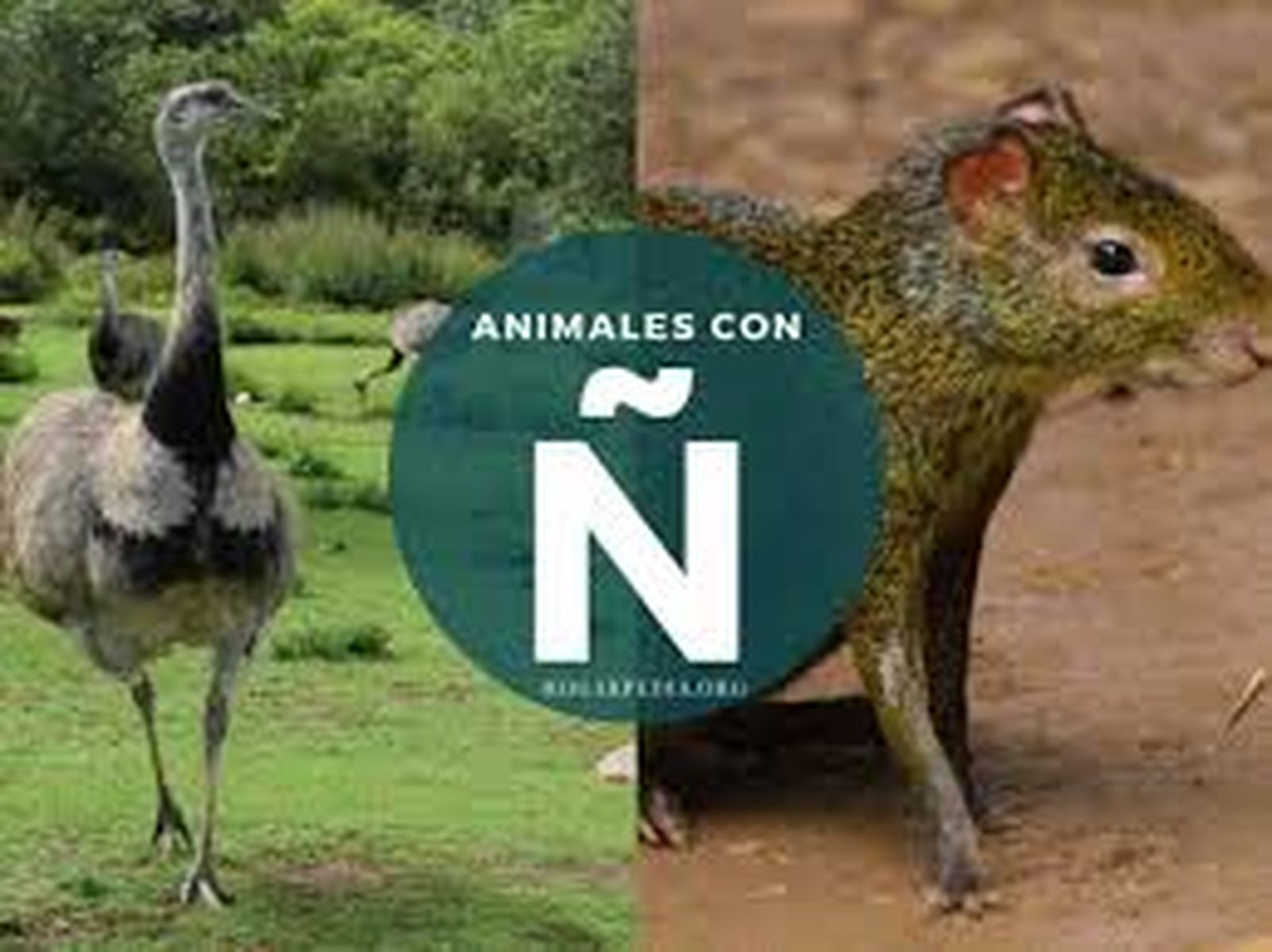 Animales con ñ