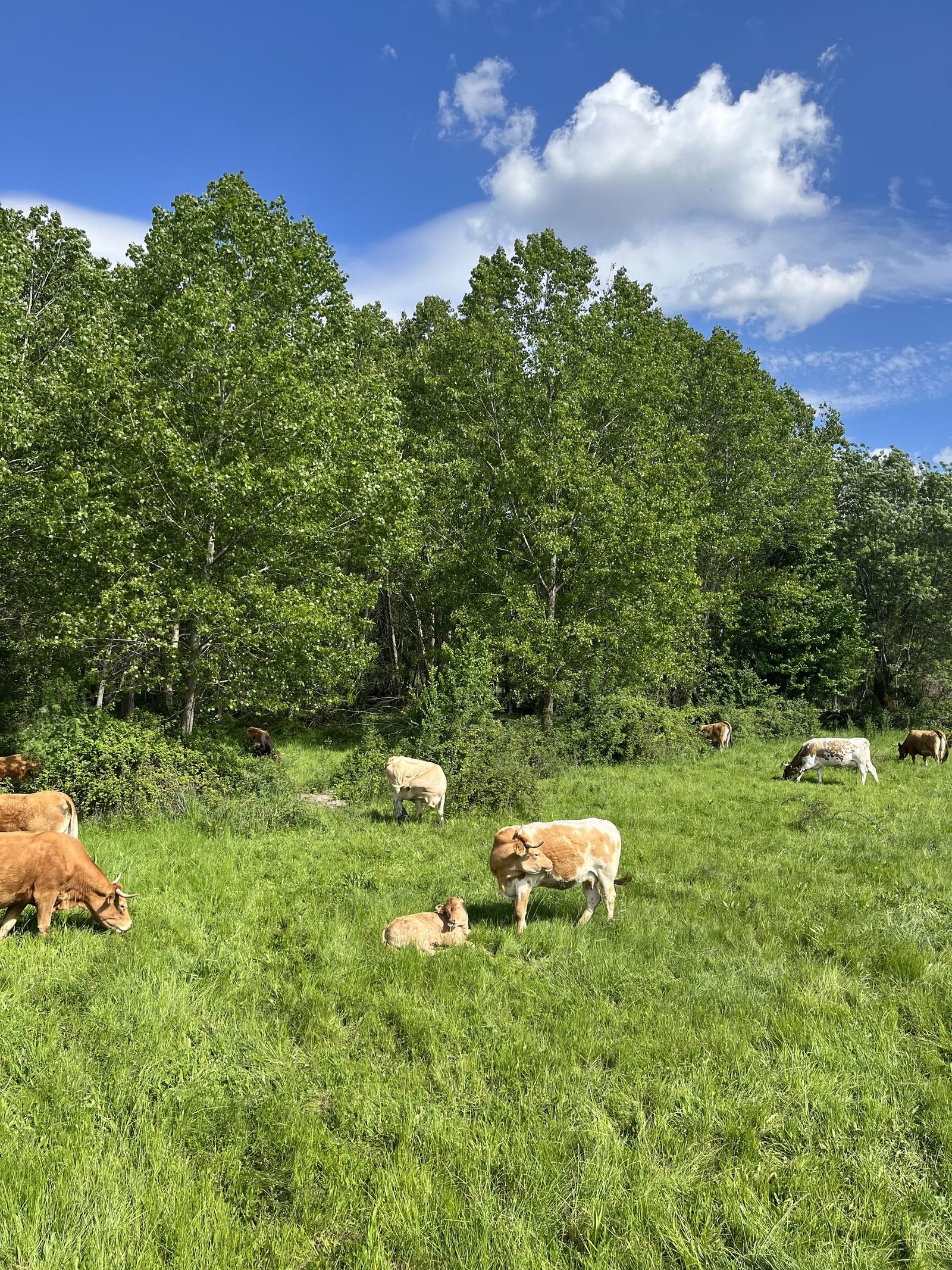 IMG_0769.jpeg IMG_0769.jpeg