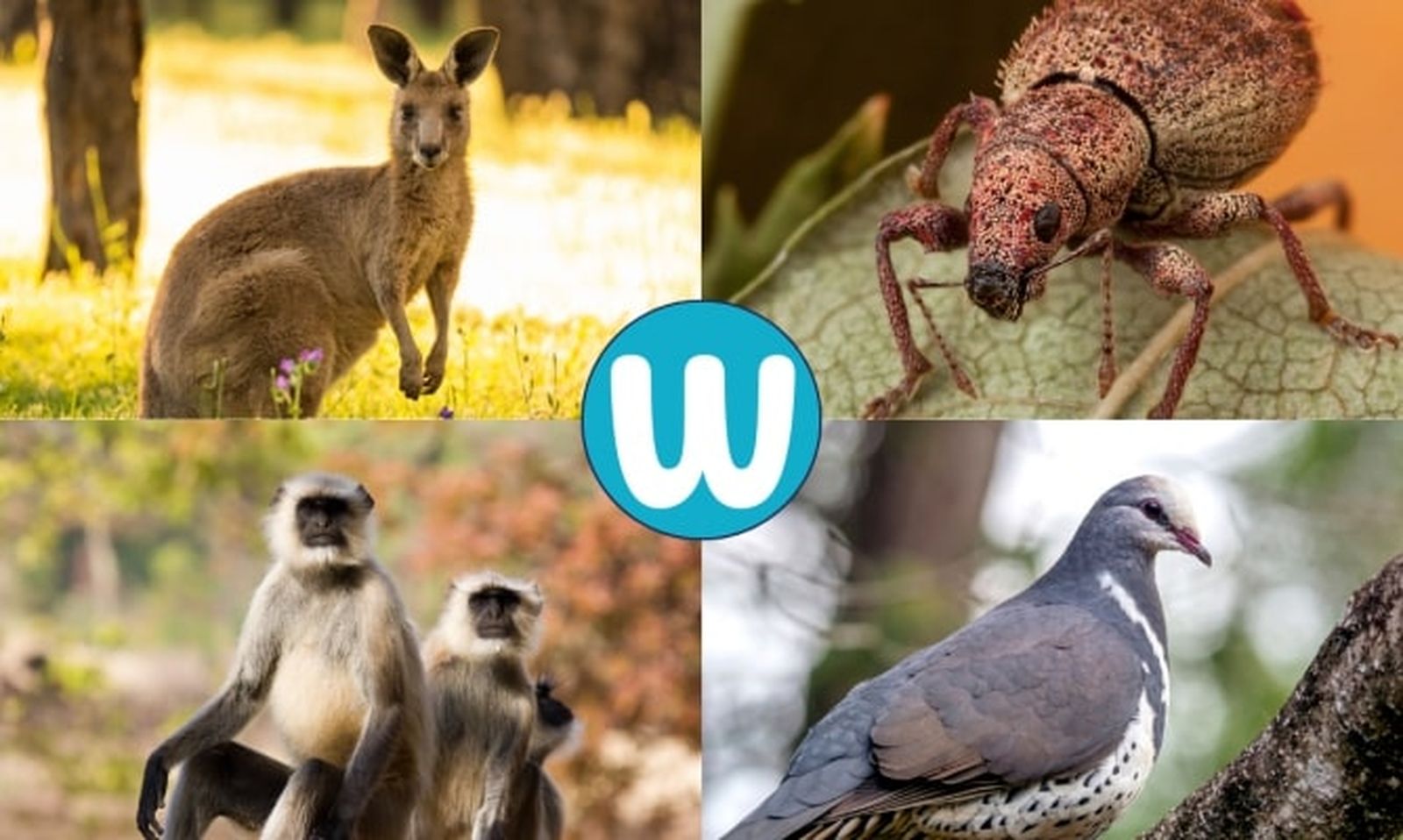 Animales que empiezan por w Animales que empiezan por w