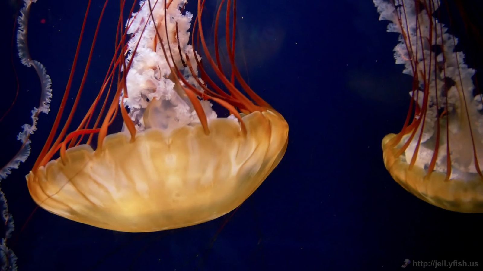 Test vídeo nativo Test vídeo nativo