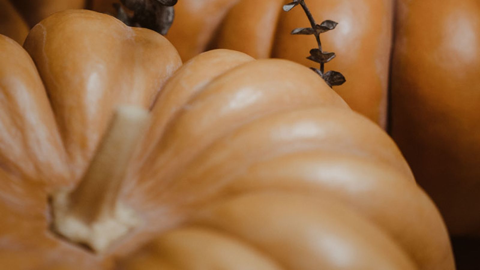 CALABAZAS PORTADA CALABAZAS PORTADA