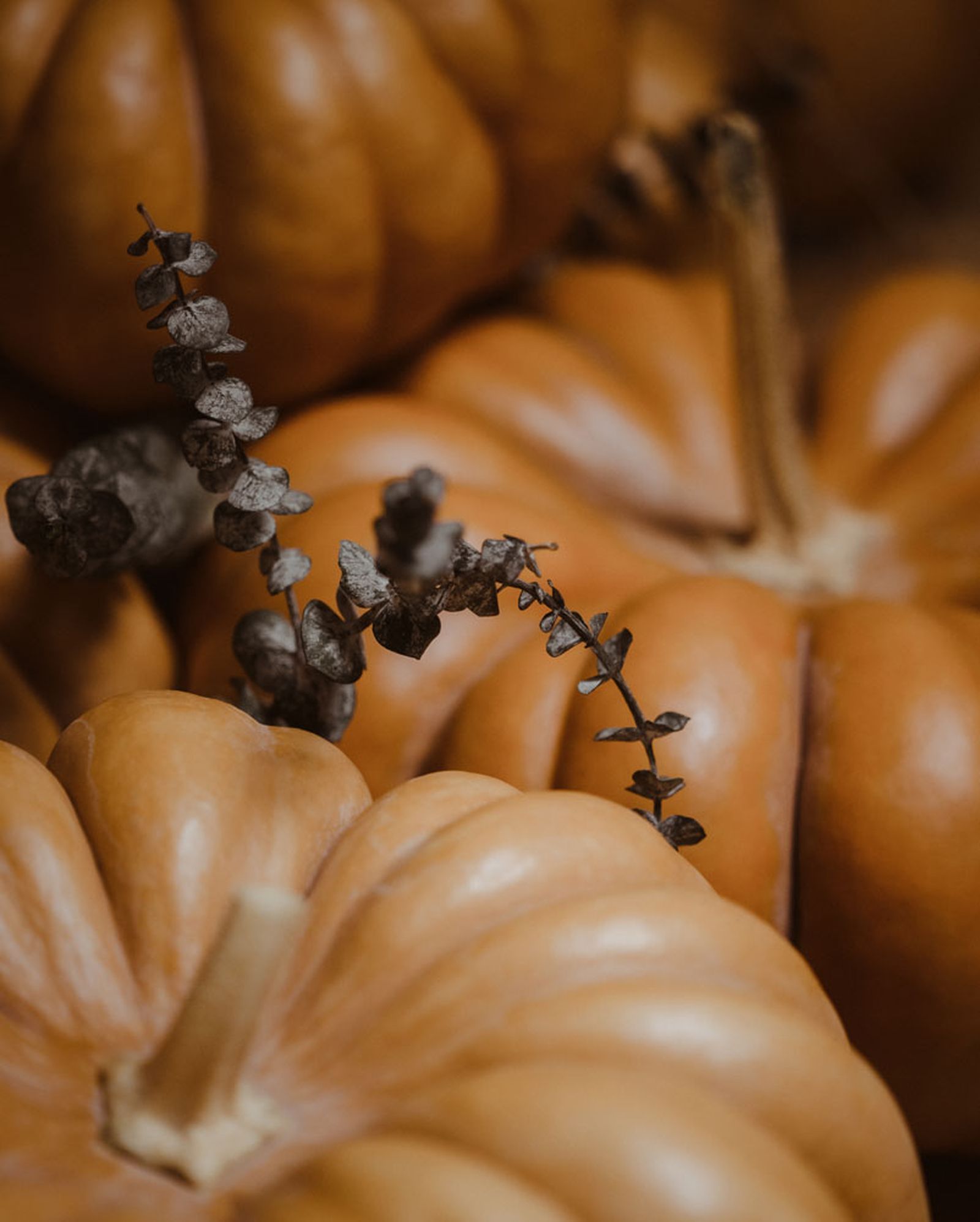CALABAZAS PORTADA CALABAZAS PORTADA