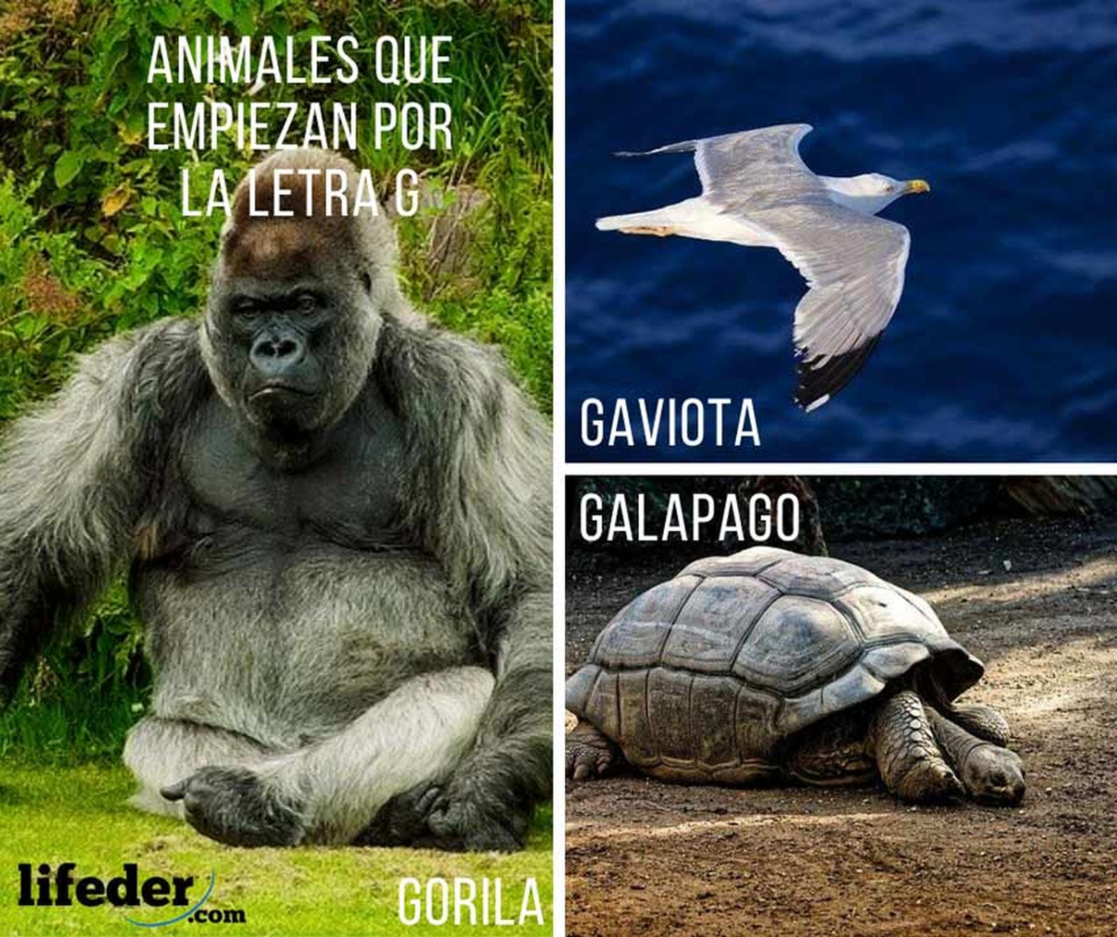animales que empiezan por g