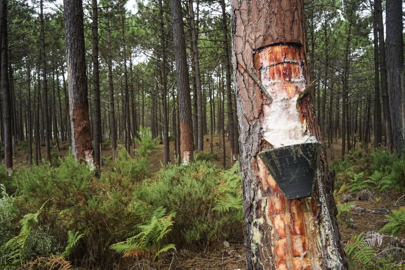 Imagen de subida múltiple en galería no marca de agua