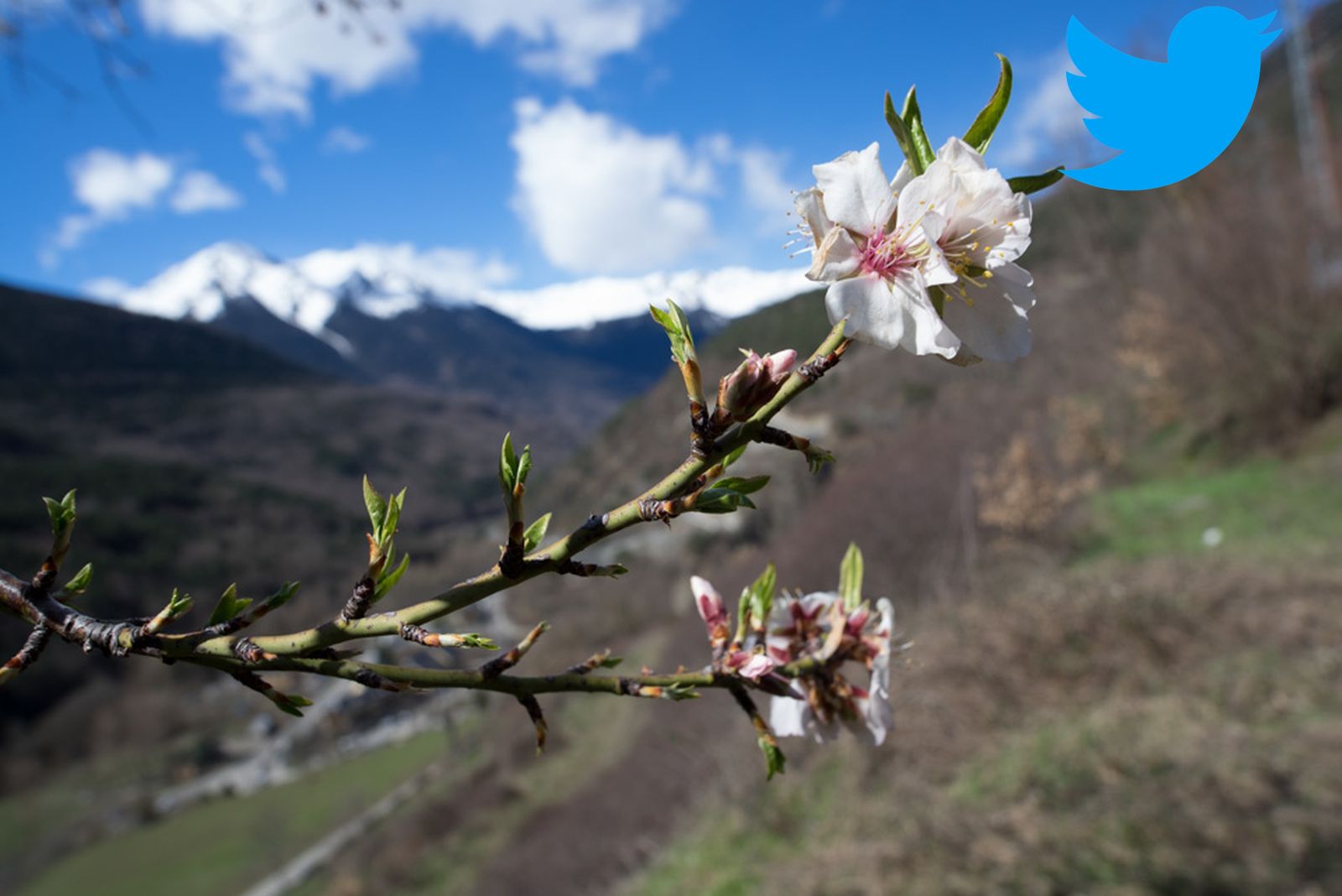 primavera-flor primavera-flor