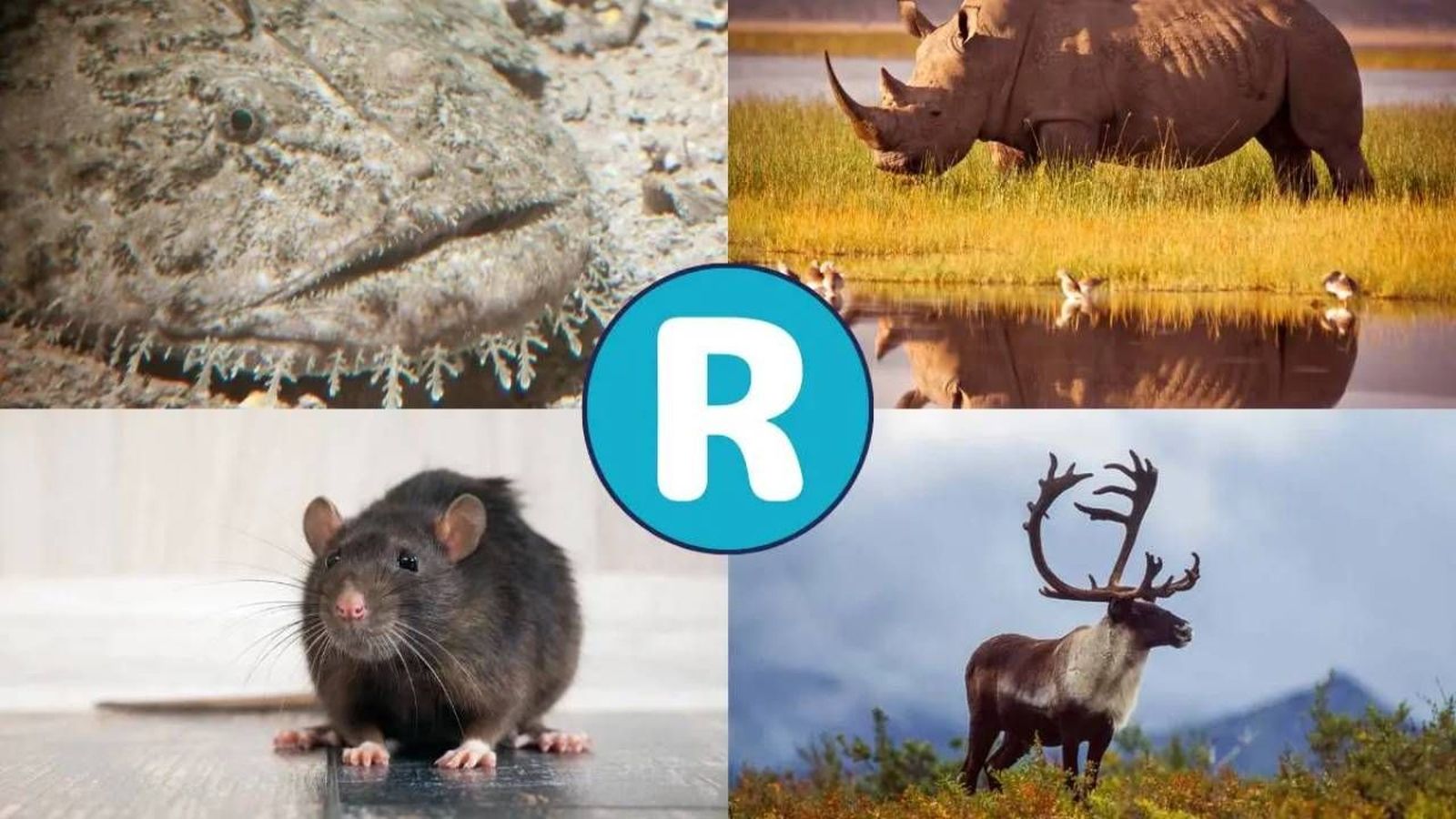 animales que empiezan por r 1 1280x720x80xX