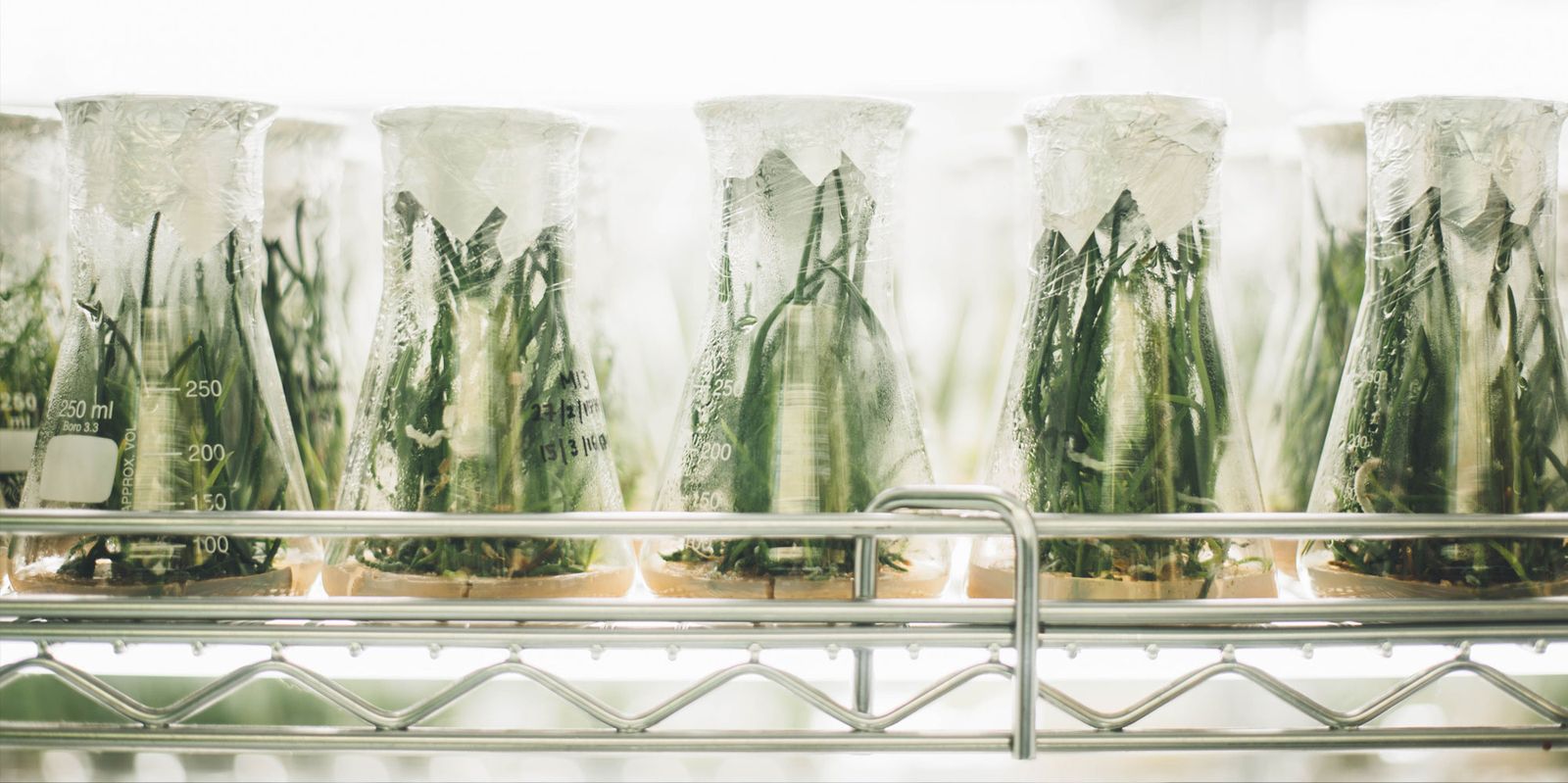 Galería con 100 imágenes desde Zip Galería con 100 imágenes desde Zip