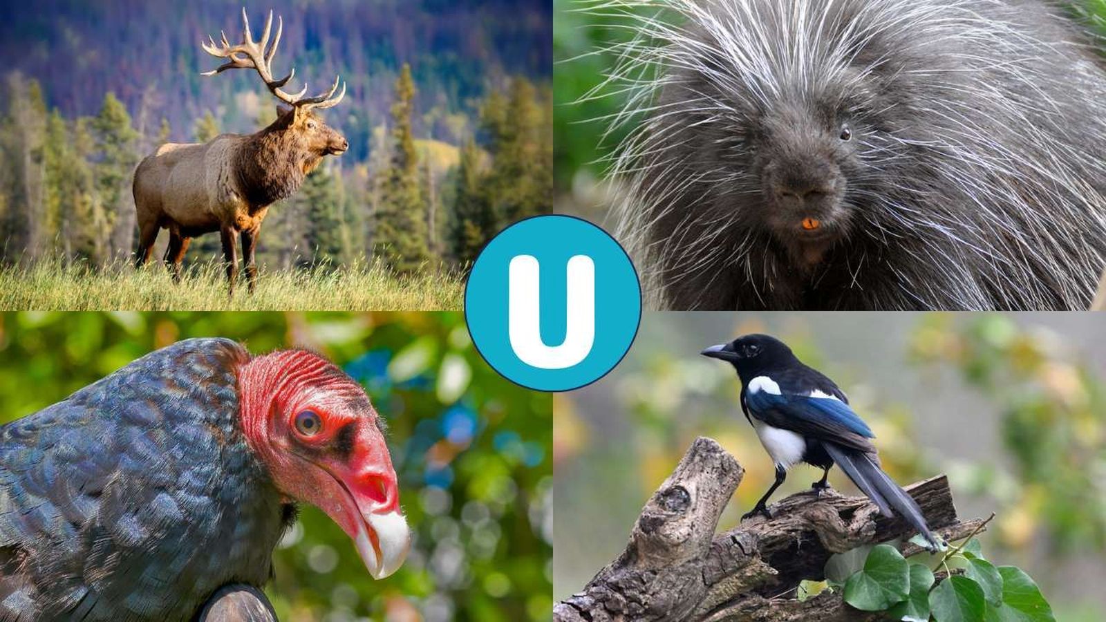 animales que empiezan por u 1280x720x80xX