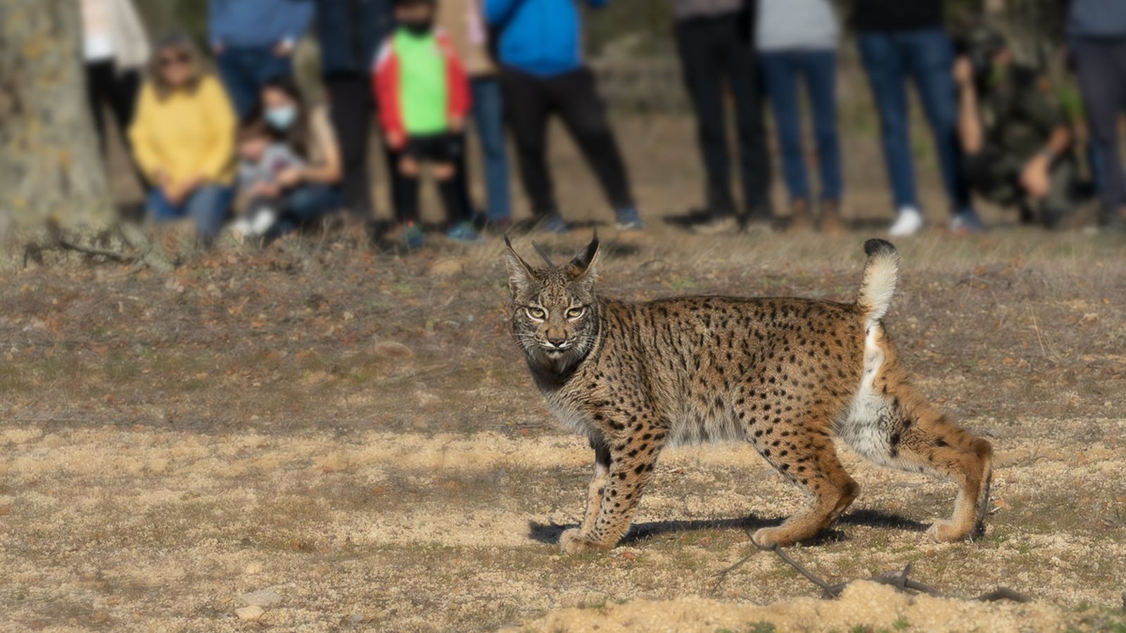 suelta lince toledo suelta lince toledo