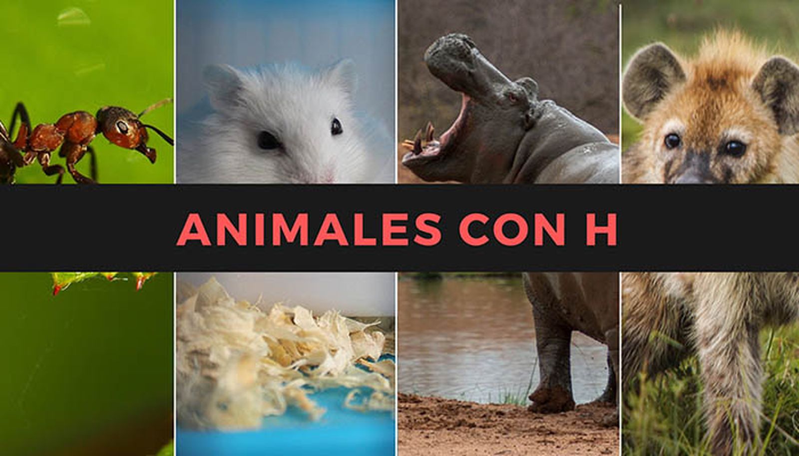 nombres animales h nombres animales h